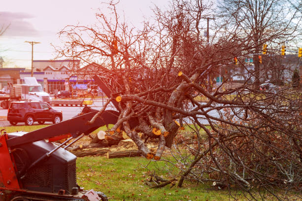 Best Tree Mulching  in Manche North Shore, CA