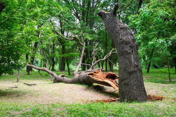 Best Tree Cabling and Bracing  in Manche North Shore, CA