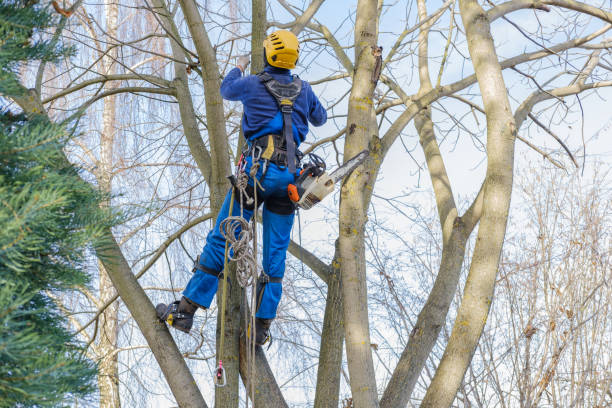 Best Hedge Trimming  in Manche North Shore, CA