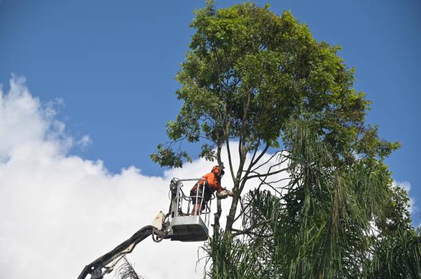 Best Hazardous Tree Removal  in Manche North Shore, CA