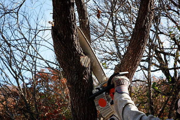 How Our Tree Care Process Works  in  Camanche North Shore, CA