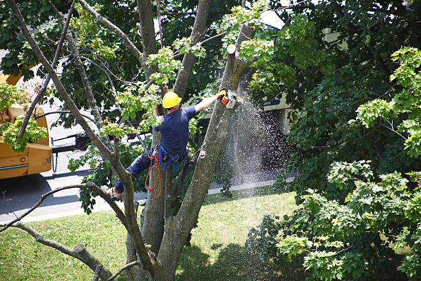 Camanche North Shore, CA Tree Care Company