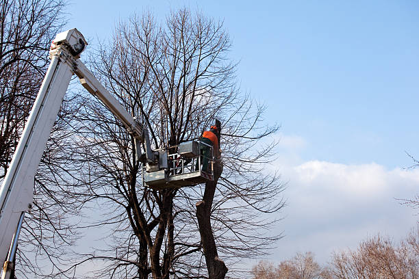 Best Arborist Consultation Services  in Manche North Shore, CA